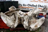 Sperm Whale Bones